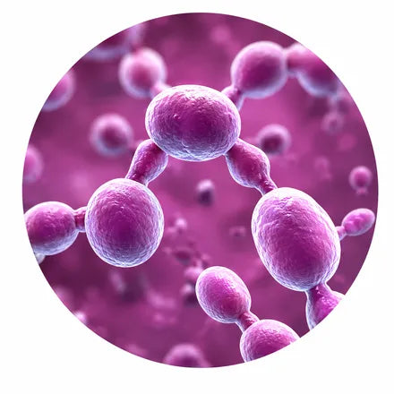 Malassesia yeasts observed under microscope
