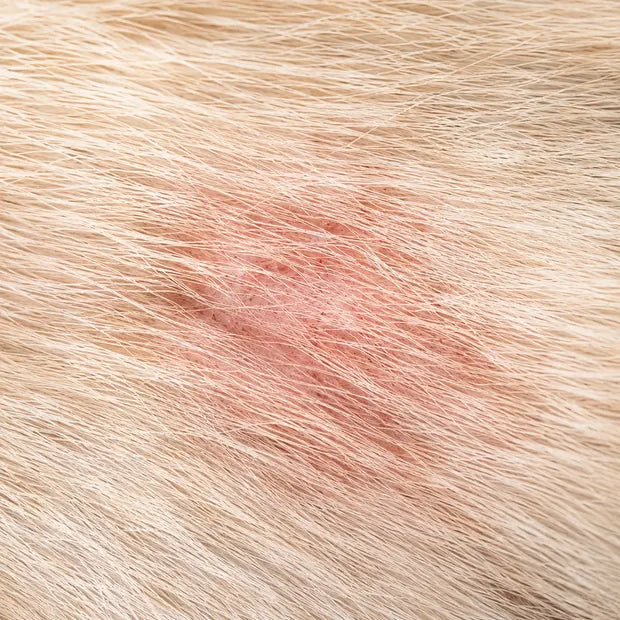 Rougeur localisée sur la peau d’un chien