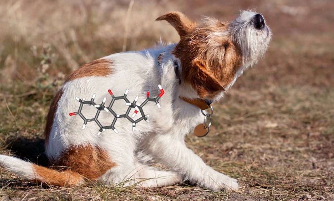Five side effects of cortisone in dogs. Kynos Naturel