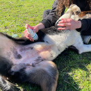 EffiSkin Lotion démangeaisons chien