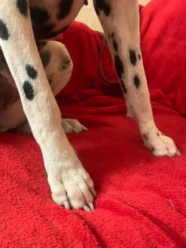 Pattes de Rosie après utilisation d’EffiSkin Lotion