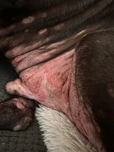 Zone cutanée irritée d’un chien atteint de pyodermite