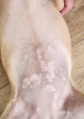 Peau d’un labrador sept jours après une allergie à une plante