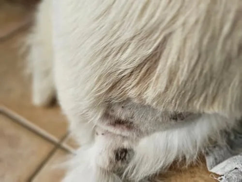 Peau lésée d’un chien souffrant de pyodermite