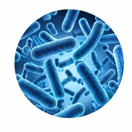 Bactéries cutanées observées au microscope
