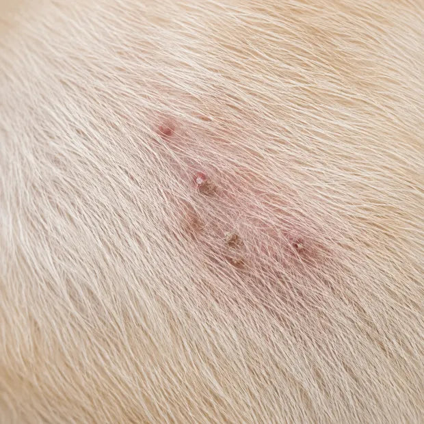 Petite zone avec boutons et croûtes sur la peau d’un chien