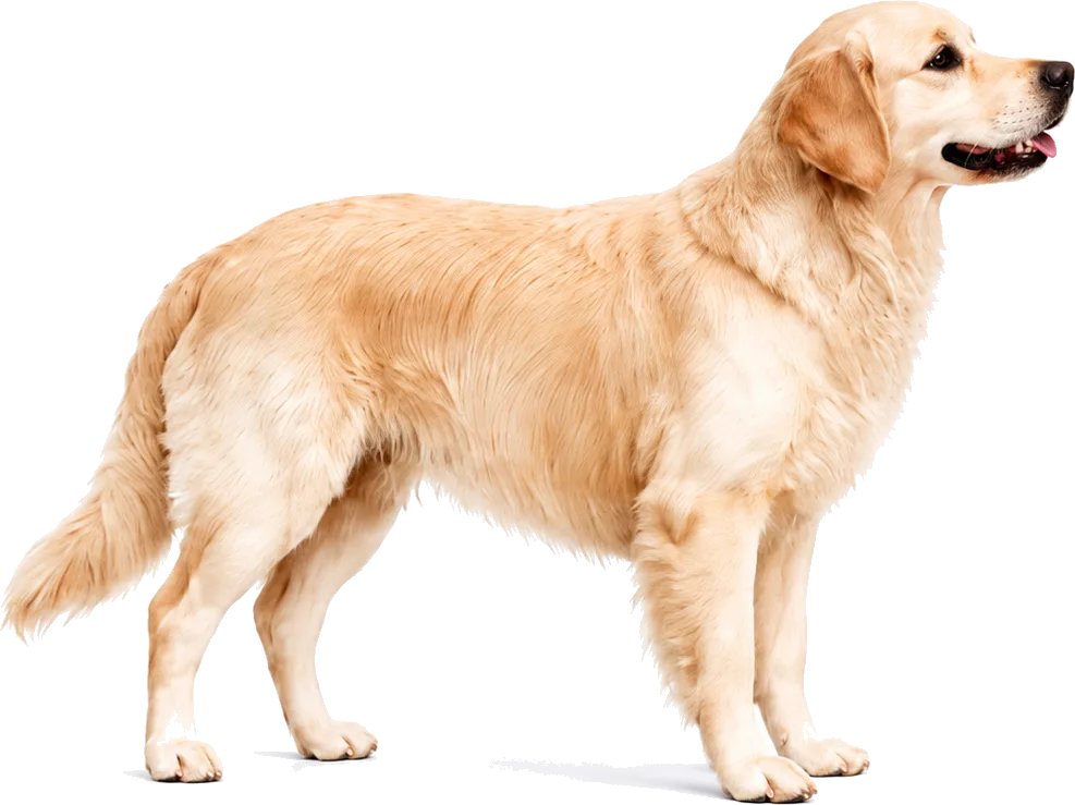 Chien montrant les principales zones d’application d’EffiSkin Lotion
