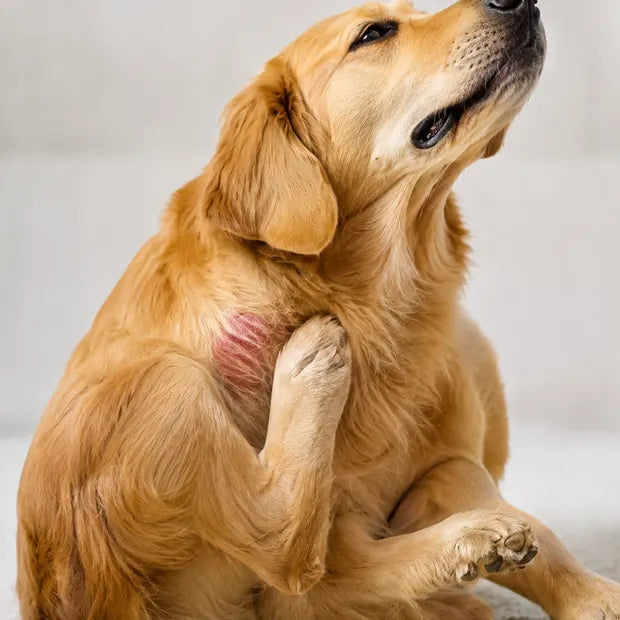 Chien se grattant une zone localisée