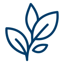 Feuilles représentant les extraits végétaux sélectionnés