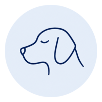 Chien représentant un modèle canin contrôlé