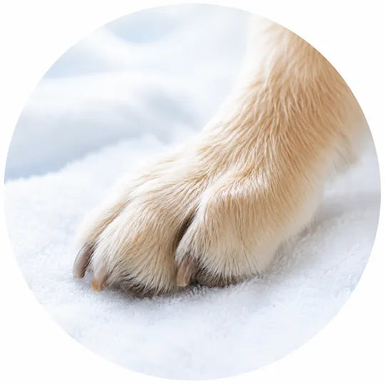 Patte de chien après application d’EffiSkin Lotion sans rinçage