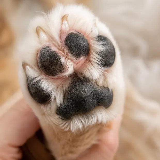 Coussinets d’un chien présentant une zone sensible entre les doigts