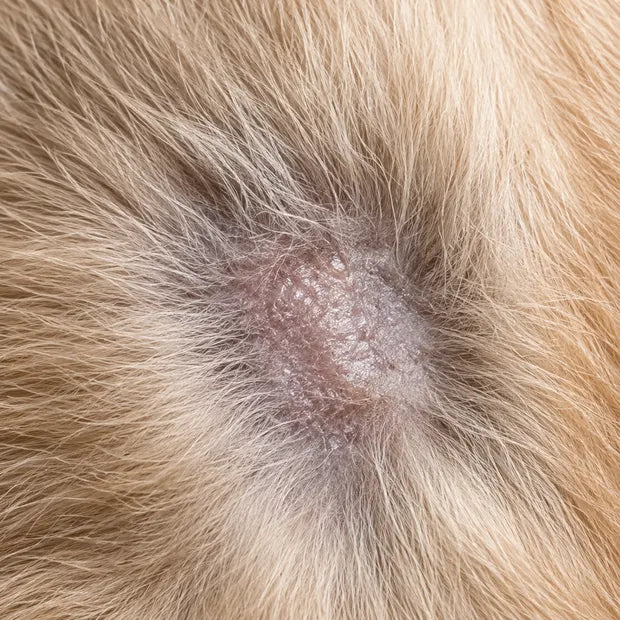 Aspect inhabituellement gras du pelage et de la peau d’un chien